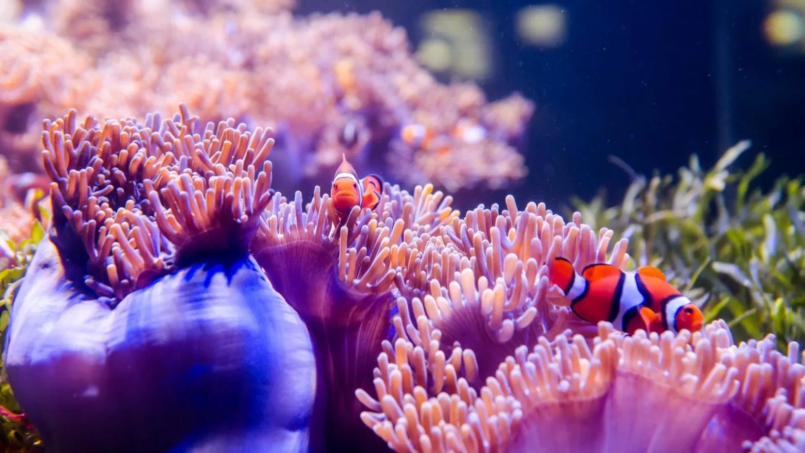 Tour Experience Diving Task