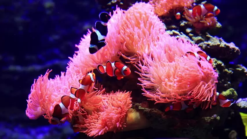 Tour Experience Diving Task